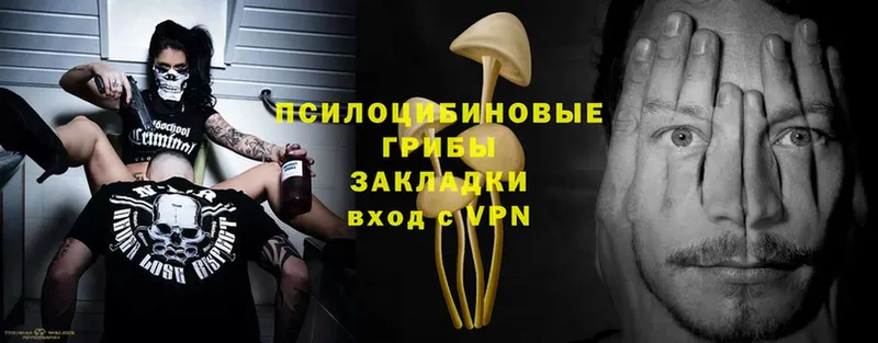 Псилоцибиновые грибы Psilocybe  Каргат 